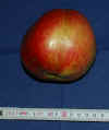 største æble 2012.jpg (223986 byte)